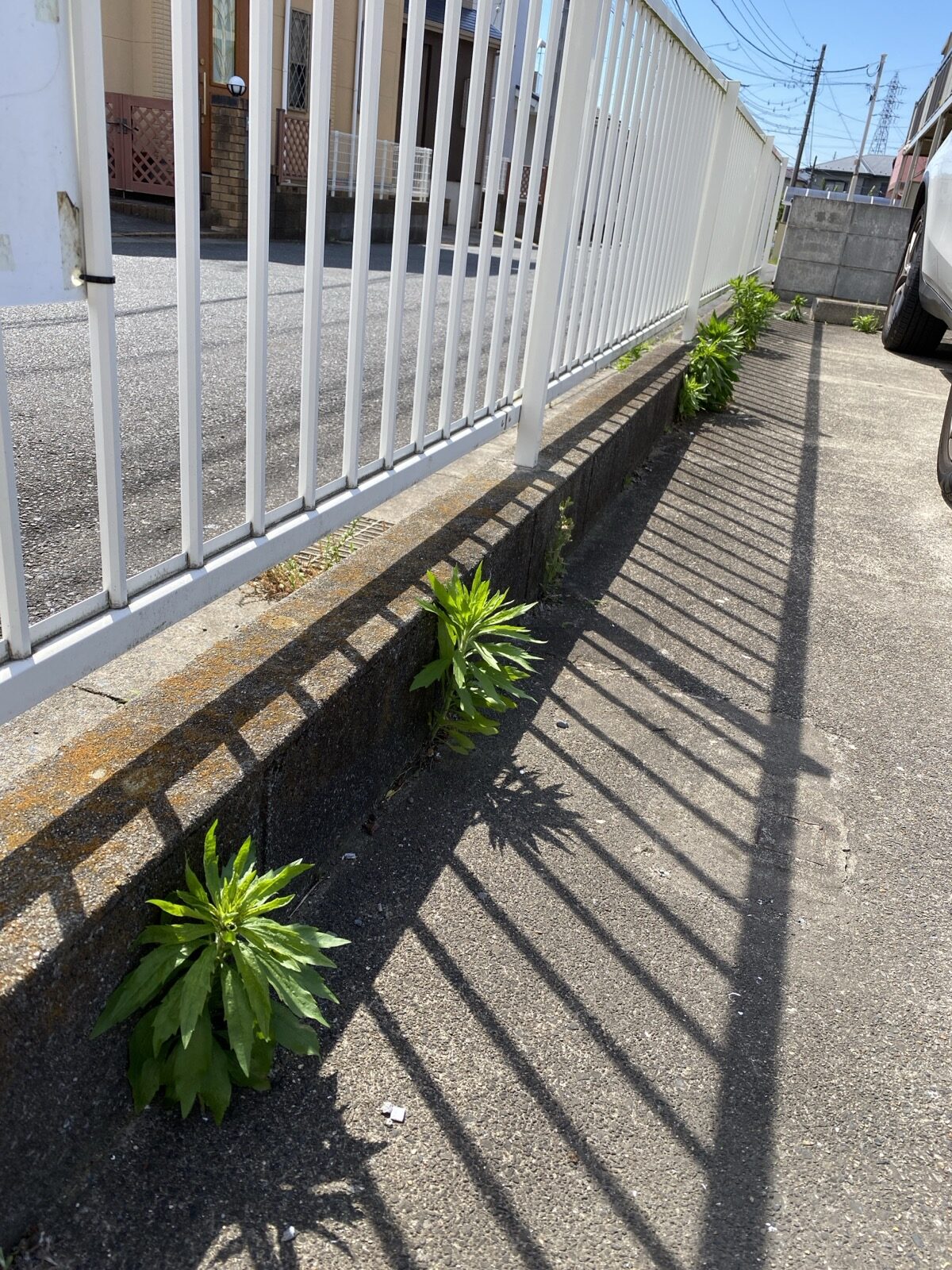 駐車場（除草前）