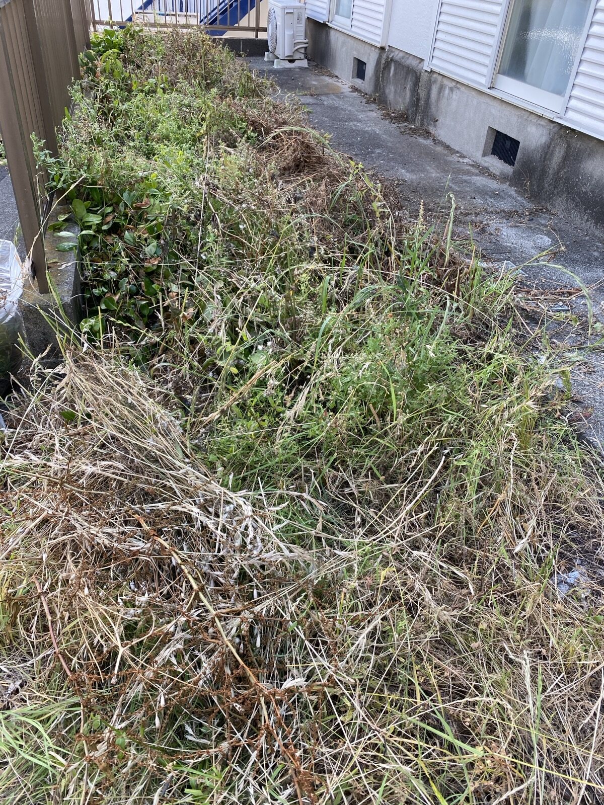 決済直後の外回り。雑草がかなり生い茂っていた