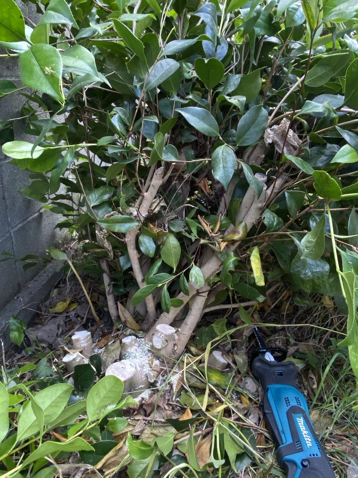 通路にせり出していた木を伐採