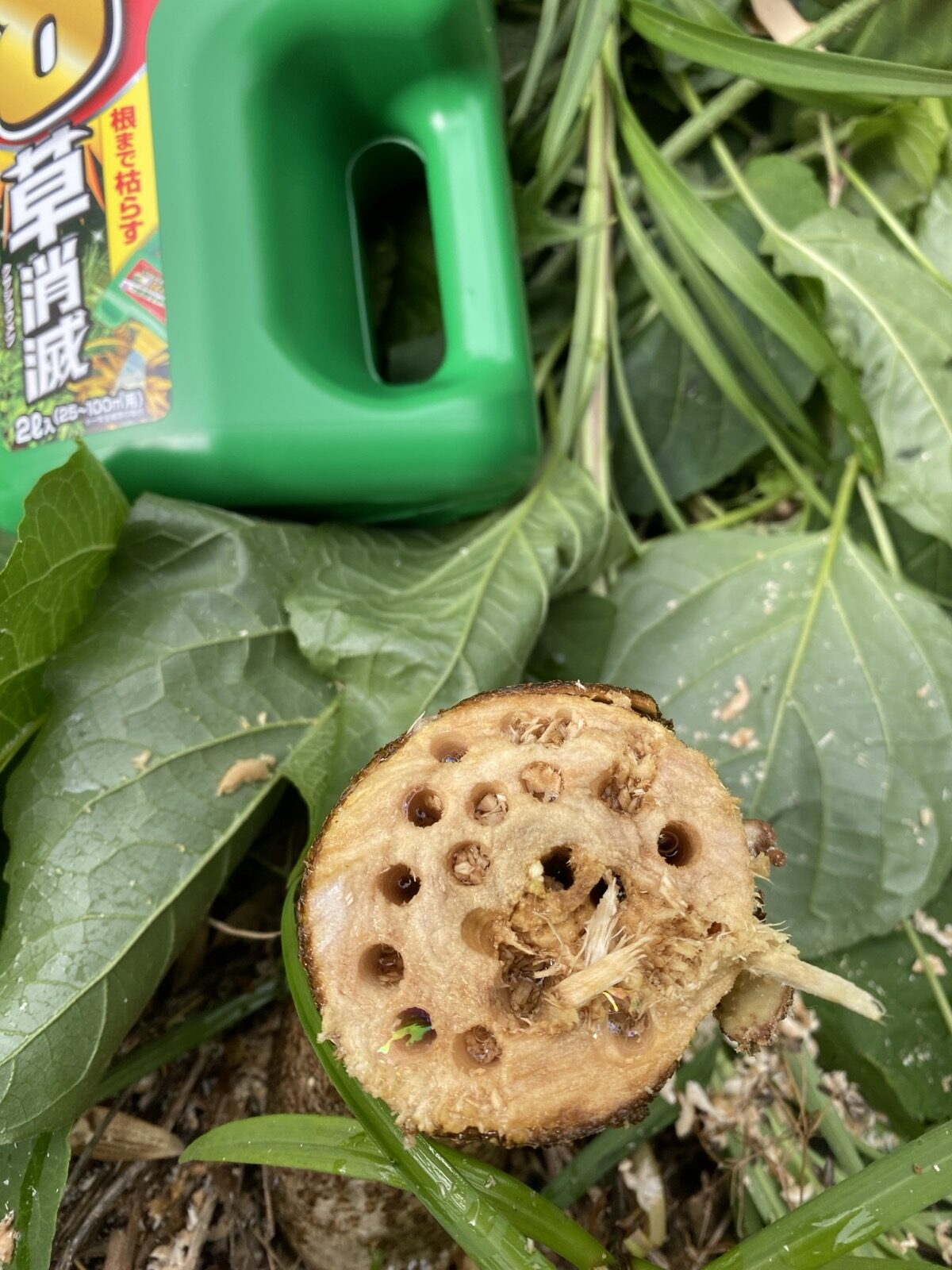 切株にドリルで穴を開け、除草剤を注入