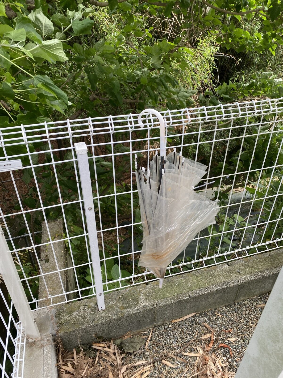 敷地内に放置されていたビニール傘