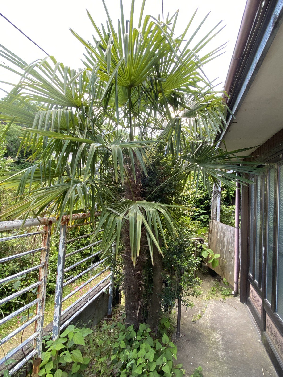 剪定前のシュロの木