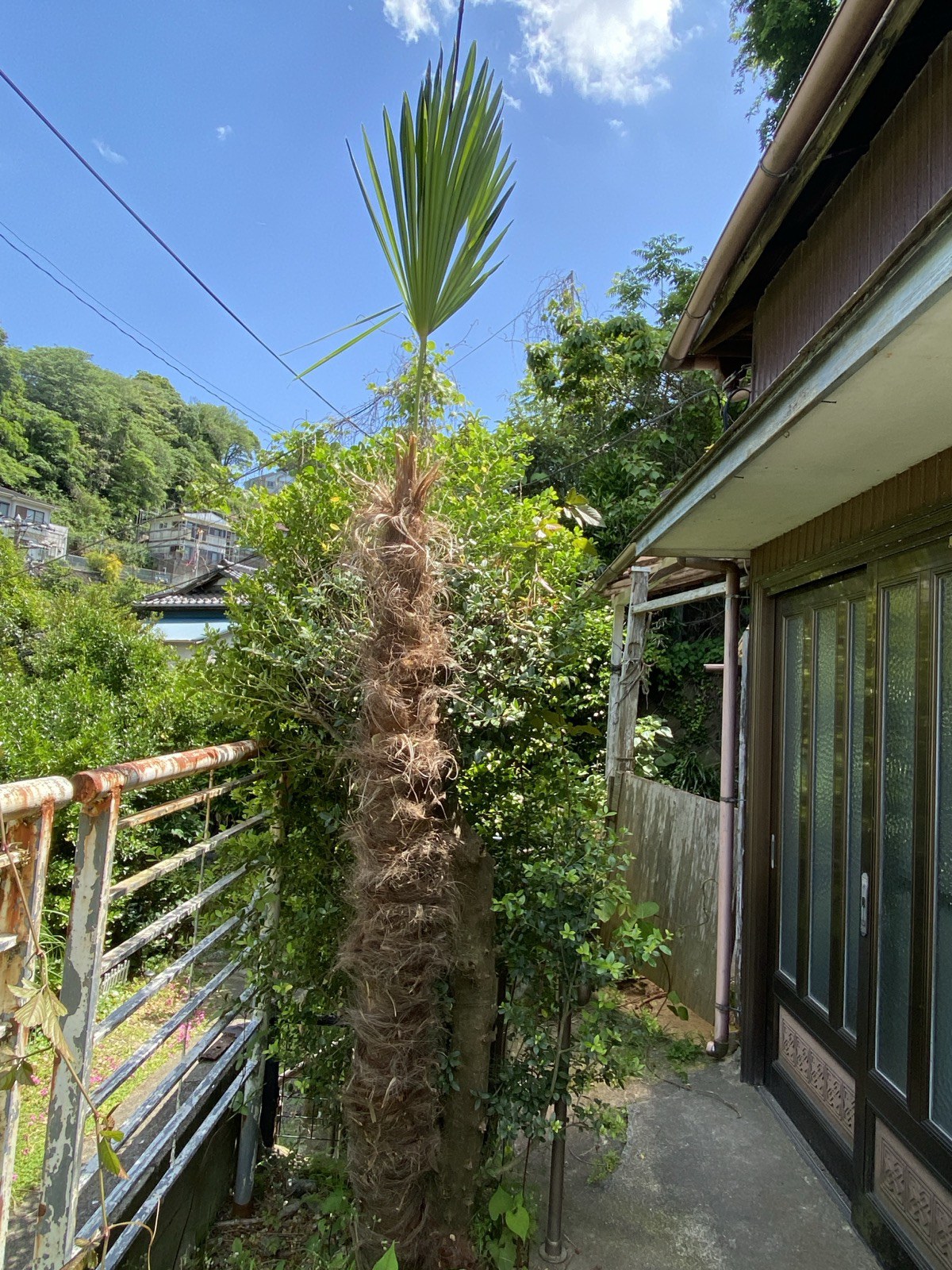 剪定後のシュロの木