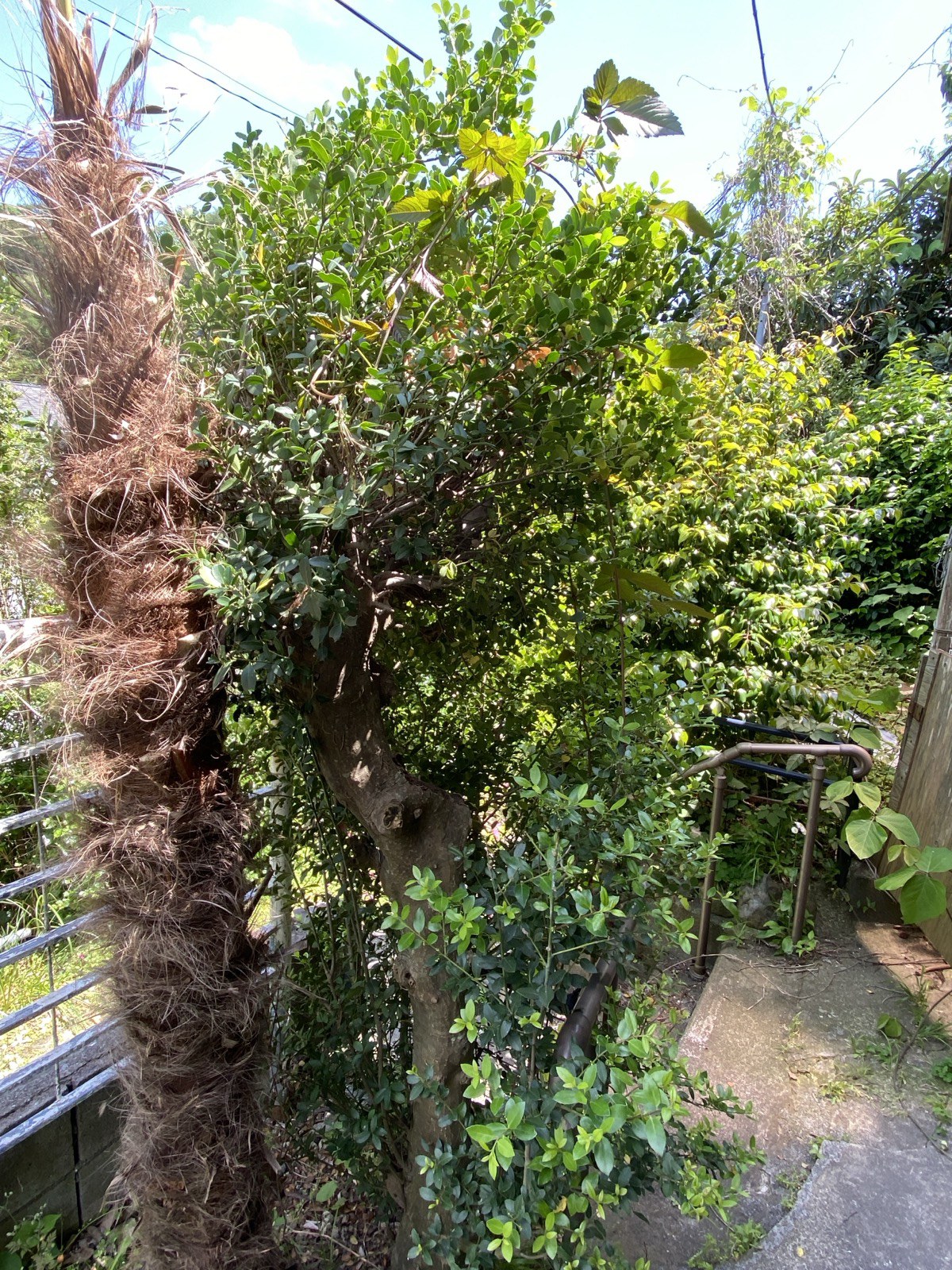 剪定前のネズミモチ