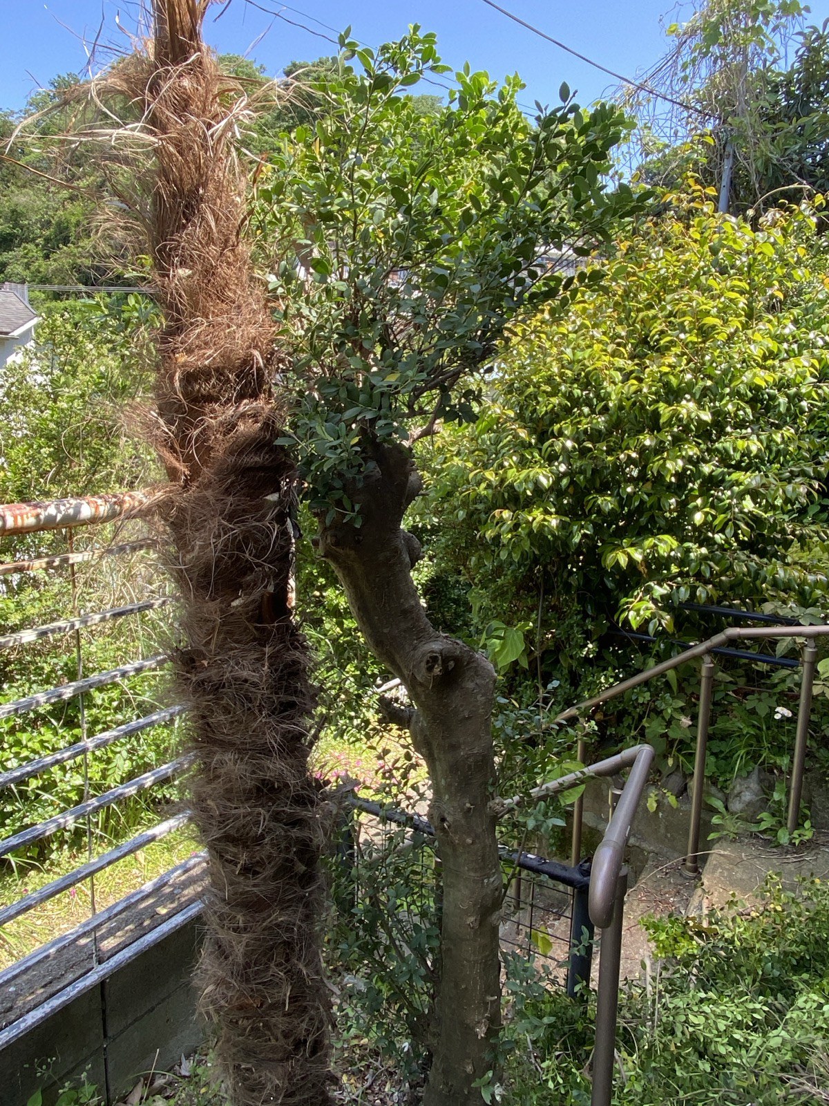 剪定後のネズミモチ