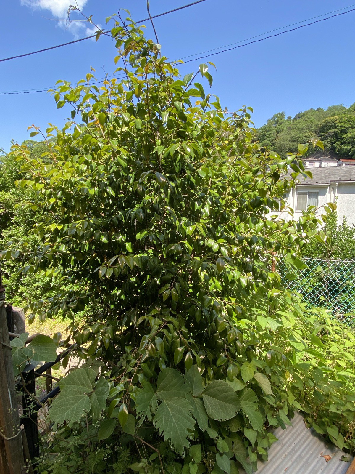 剪定前の椿
